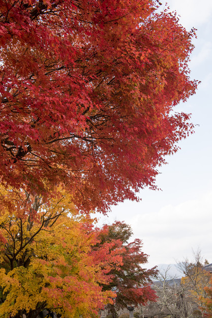 【紅葉(河口湖)】3