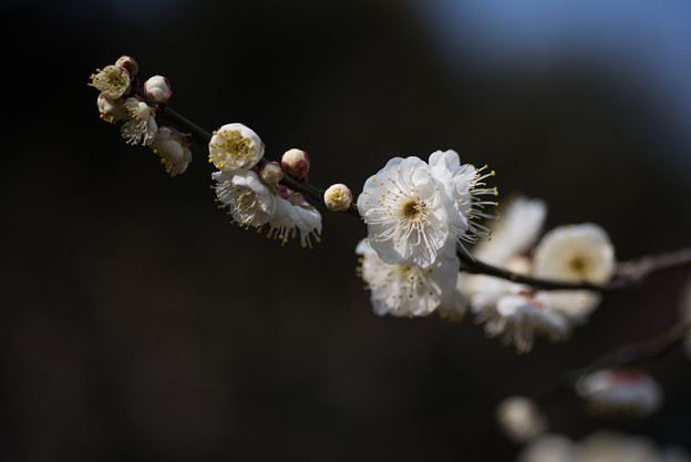 【大船植物園(水心鏡)】1