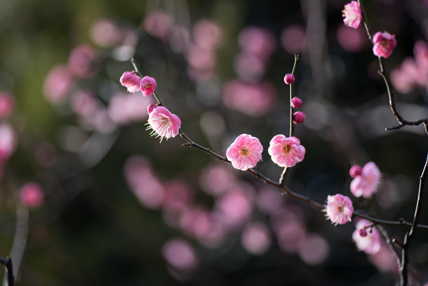 【大船植物園(鴛鴦)】2