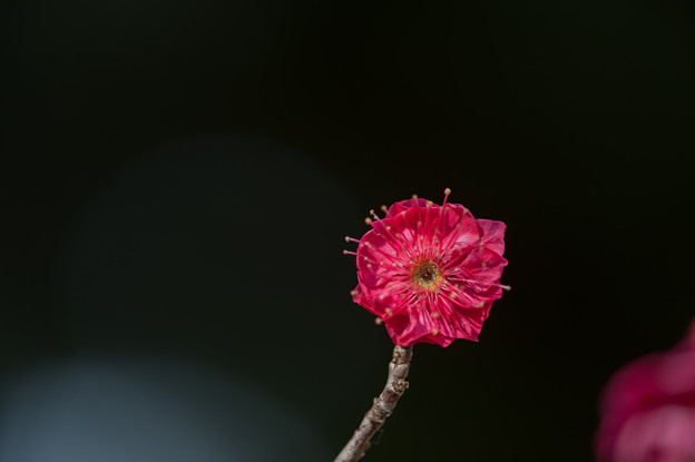 【大船植物園(鹿児島紅)】3
