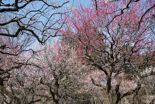 【神代植物公園(うめ園の景色)】2