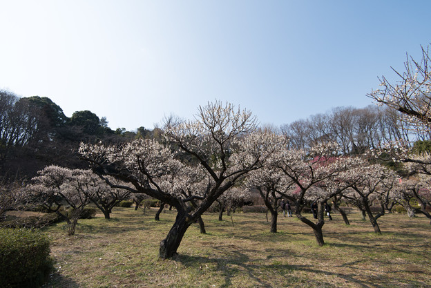 【薬師池公園(白梅)】2