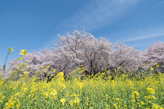 【昭和記念公園「桜の園」菜の花と桜】3