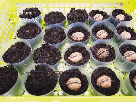 鬼胡桃を植える2014年05月02日_P5020571