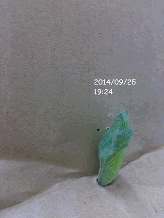 落下した蛹の救出方法unnamed2