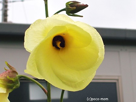 花オクラ2014年10月09日_PA090015