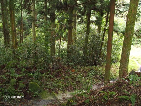 雷山雷神社 金白龍神と白蛇石 PA120398