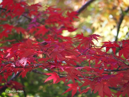 金剛峯寺 PB030594