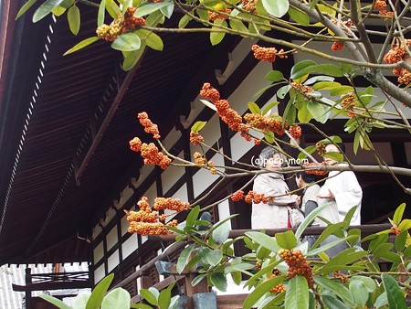 三十三間堂本坊妙法院 PB010178