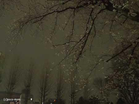 夜桜 P4010222