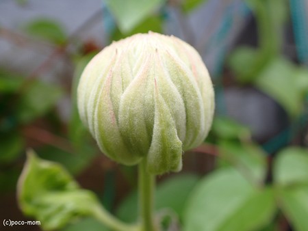 ベルオブウォーキングの蕾 P4240745