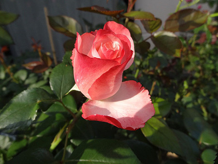 14nosu24061411