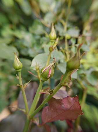 5berub24062301