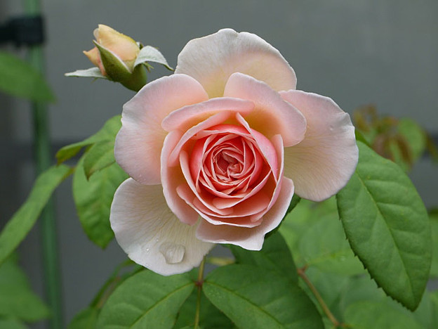 4juliet26071901