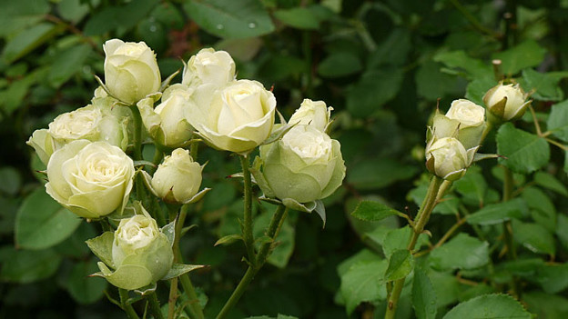 5ceden26082511