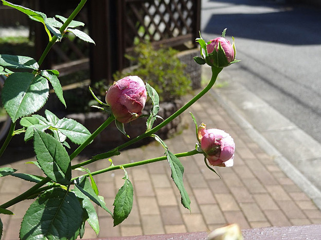 4miyako26092801