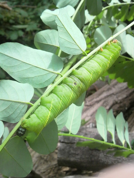 ニセアカシアにいたトビイロスズメの幼虫 寄生虫の脱出痕があるが 照片共享页面 撮影蔵