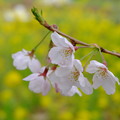 Photos: 桜 菜