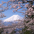 Photos: 桜と富士