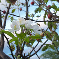 Photos: ヒメリンゴ５