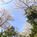 Photos: 見上げれば桜