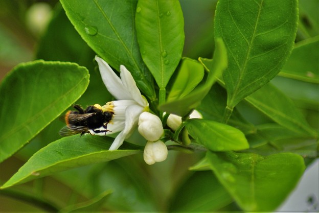 蜜柑の花と蜂