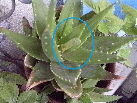 サボテンの花