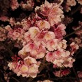 熱海桜 ライトアップ(2) HDR