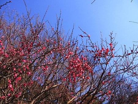 こども自然公園