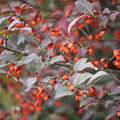 IMG_0034