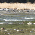 野鳥天国