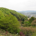 日々濃くなる緑