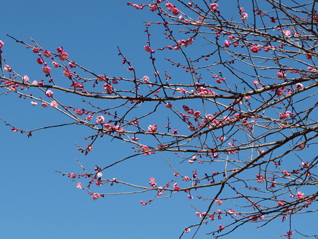 P2101198