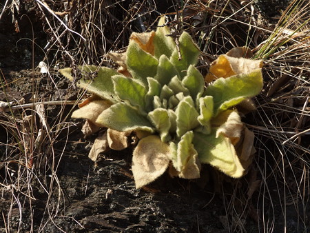 P2111288