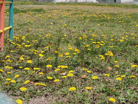 P4090501