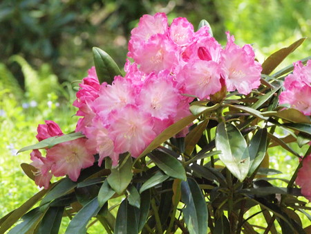 P4200919