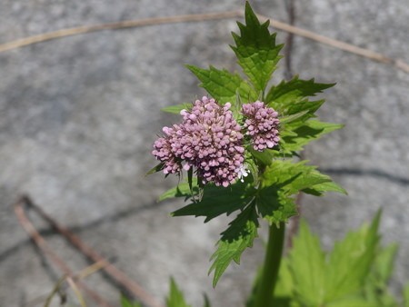 P5013423