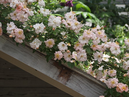 P5042831