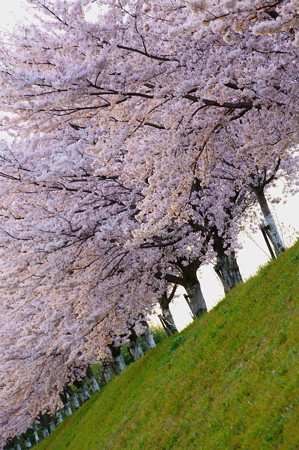 DSC09829(r1)