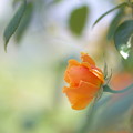 orange rose