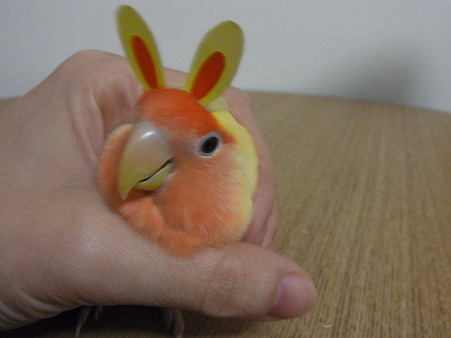 うさぎ年