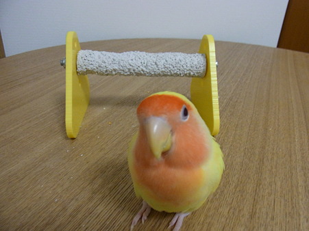 うさぎ年