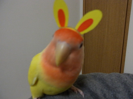 うさぎ年