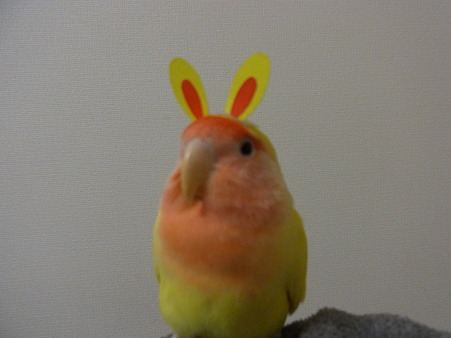うさぎ年