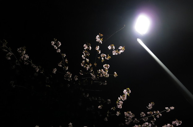 灯と夜桜