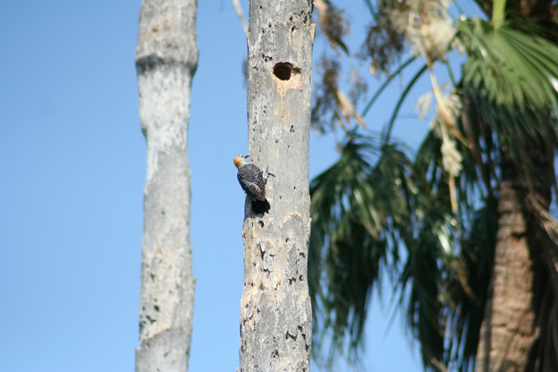 啄木鳥