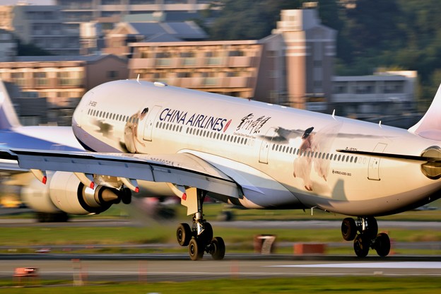 Dynasty B-8361