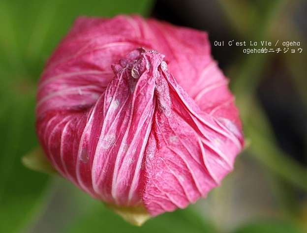 一夜花は巾着状に。（芙蓉）