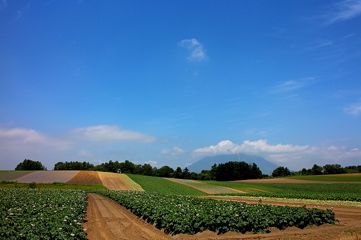 写真: 「北海道の夏」