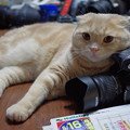 Photos: 2014年8月17日のスコちゃん(1歳半)